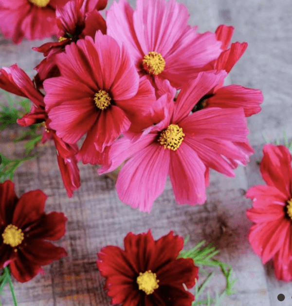 Cosmos - Rubenza (3.25" pot)